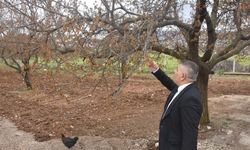 Sadıkoğlu: “Kayısıya Verilecek Destek Malatya’nın Yarınına Yatırımdır”