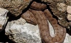 Malatya’da Yürüyüş Yolunda Görülen Yılan Esnafı Korkuttu