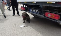 Malatya’da Etkinlik Alanında Pitbull Dehşeti!