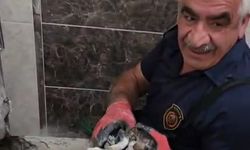 Malatya’da Kanalizasyona Düşen Yavru Kedi İtfaiye Tarafından Kurtarıldı