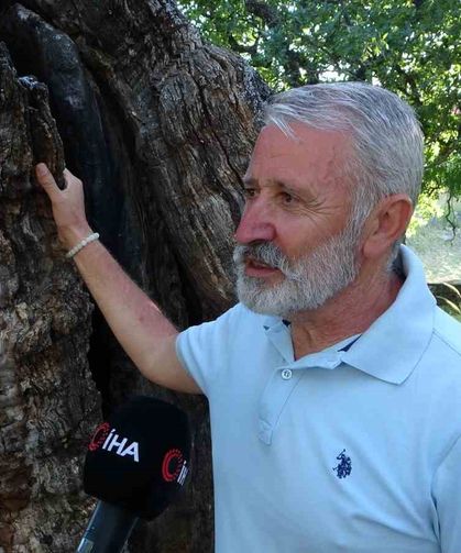 Arapgir’de 800 Yıllık Menengiç Ağacı Zamana Direniyor