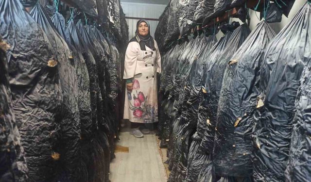 Malatya'da Kadın Girişimciler Konteyner Kentte Mantar Üretiyor!