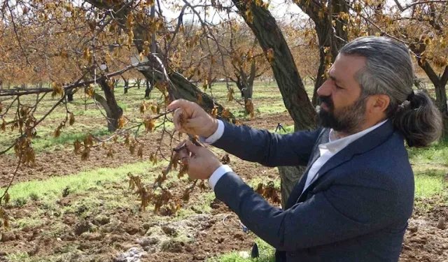 Zirai Dondan Etkilenen Ağaçlar İçin Profesörden Uyarı!