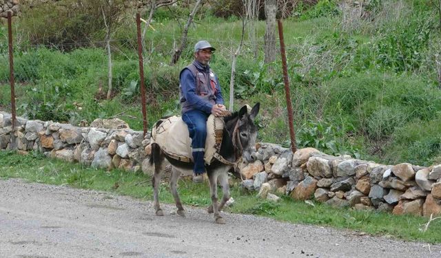 Malatyalı Eşek Yetiştiricisi Kadifesine Gözü Gibi Bakıyor