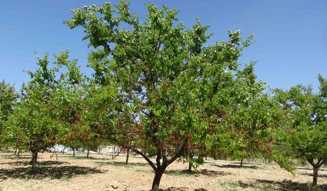 Ramazan Özcan’dan Don Zararı Açıklaması: “Destek Ödemeleri İçin Gözler Ankara’da”