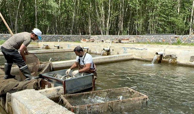 Malatya'nın Doğanşehir İlçesi Alabalık Üretiminde Türkiye'ye Örnek Oluyor