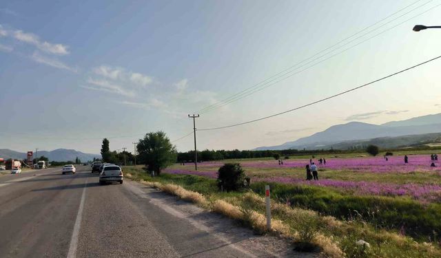 Doğanşehir’de Mor Renkli Çiçekler Görsel Şölene Dönüştü