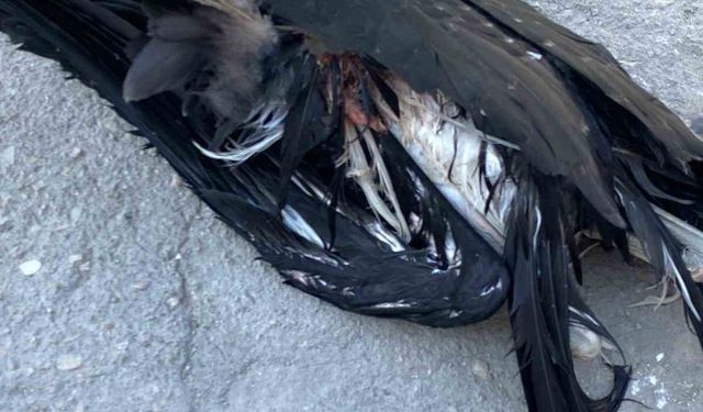 Darende’de Yaralı Leylek Süs Havuzundan Kurtarıldı