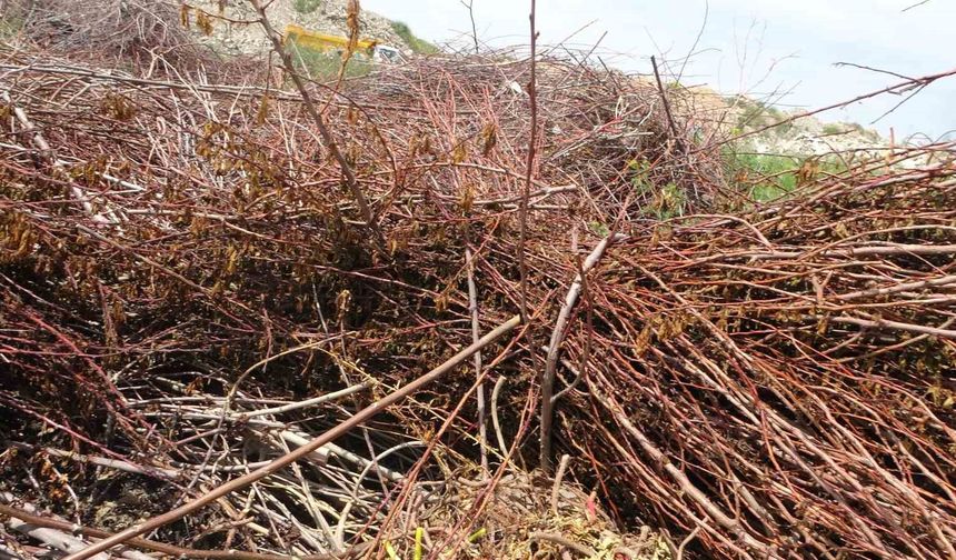 Malatya’da Binlerce Meyve Fidanı Zirai Dondan Zarar Gördü!