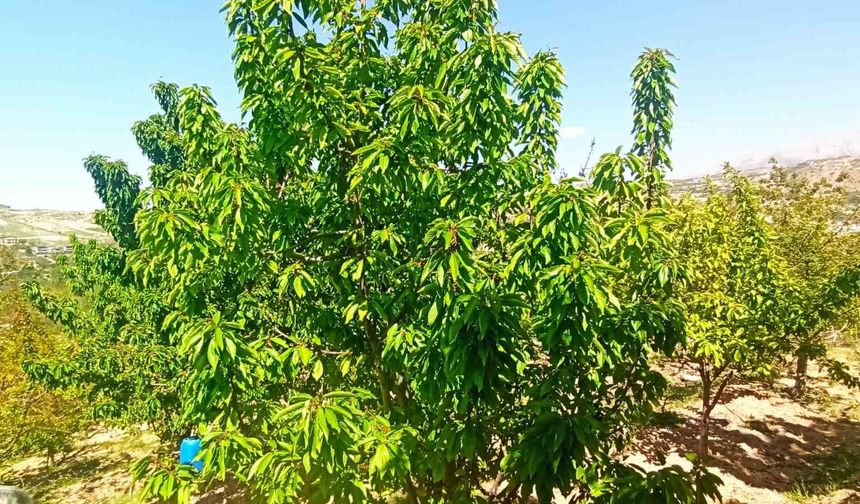 Zirai Donun Vurduğu Malatya’da Kiraz Yaprağı Umut Oldu