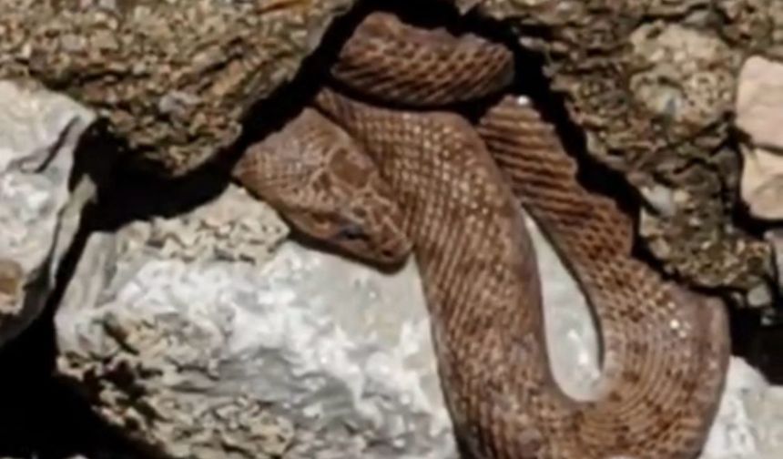 Malatya’da Yürüyüş Yolunda Görülen Yılan Esnafı Korkuttu