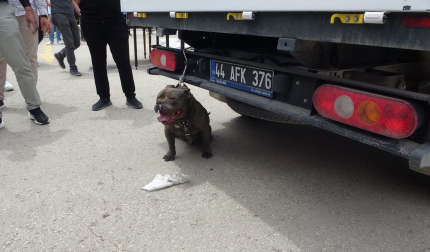 Malatya’da Etkinlik Alanında Pitbull Dehşeti!