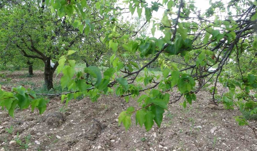 Malatya’da Kayısı Ağaçları Toparlanmaya Başladı!