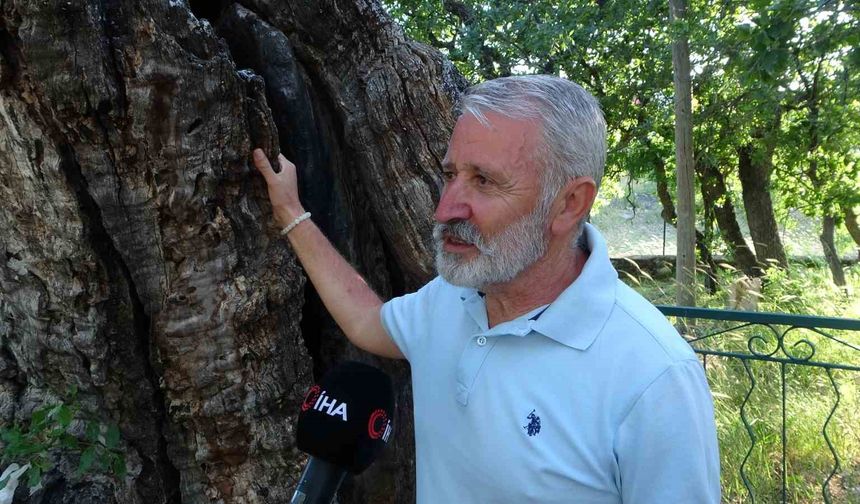 Arapgir’de 800 Yıllık Menengiç Ağacı Zamana Direniyor