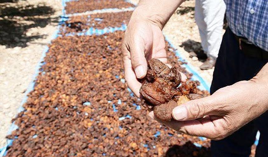 Malatya’da Kayısı Üreticisinin Sessiz Çığlığı: “Tarlada Ürün Elde Umut Kalmadı”